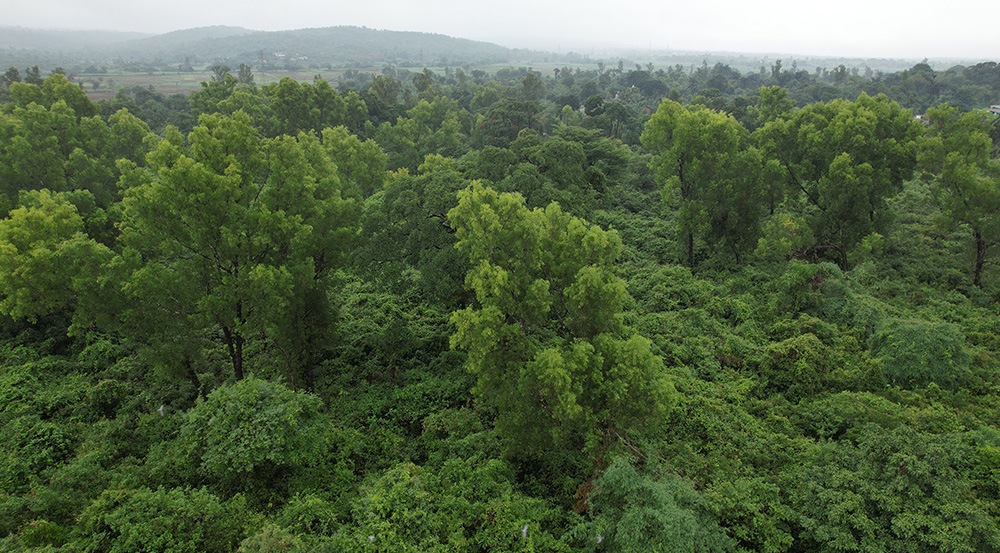 Forest clearance