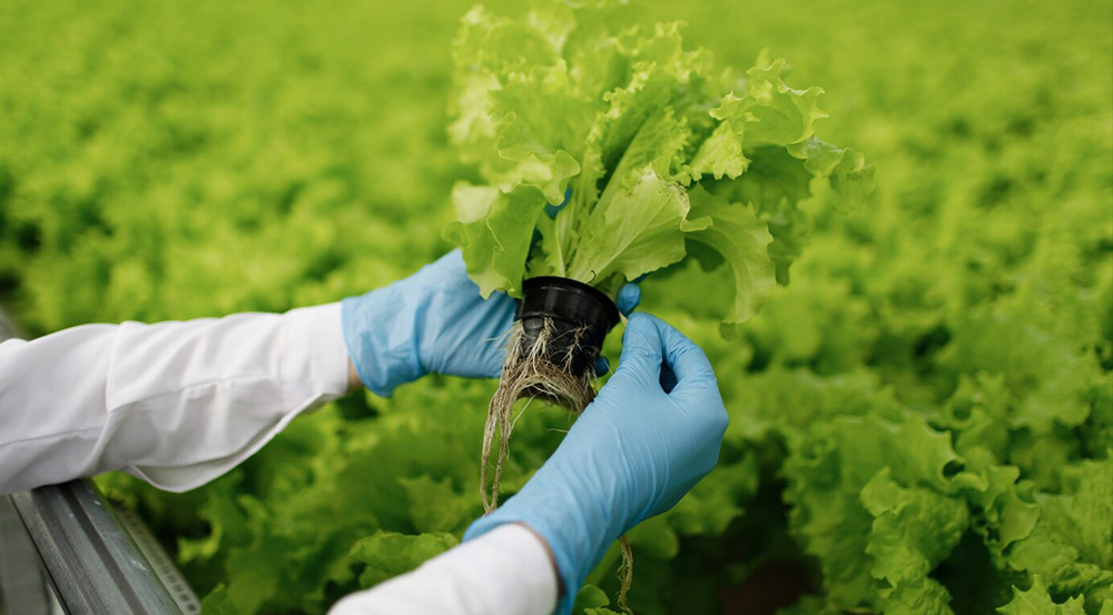 Hydroponic Farming